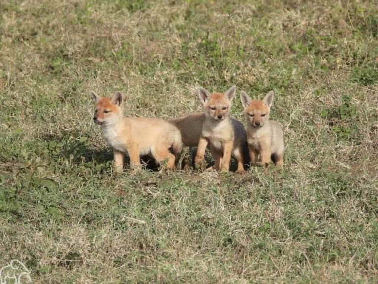 Drie jonge jakhals-pups die voorzichtig hun hol verlaten.