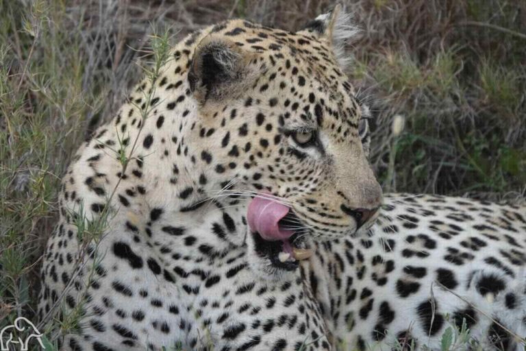 Luipaard liggend die zijn bek open heeft en zijn tong eruit steekt