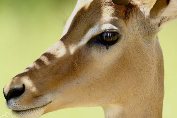 Kop van een gazelle gemaakt tijdens een rondreis door Tanzania