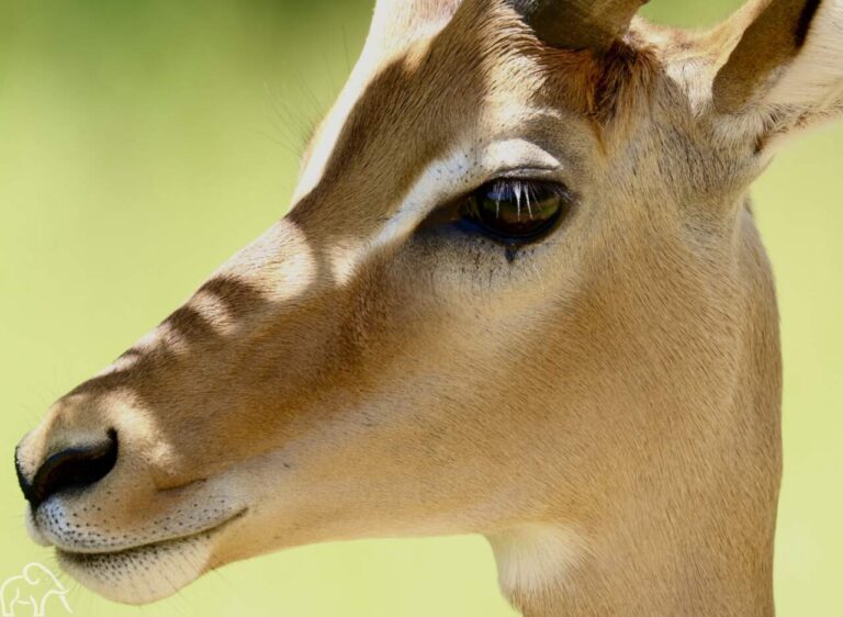 Kop van een gazelle gemaakt tijdens een rondreis door Tanzania
