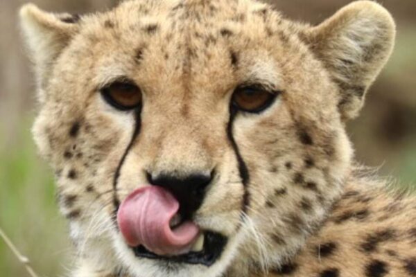 Cheeta die zijn bek likt en je recht aankijkt