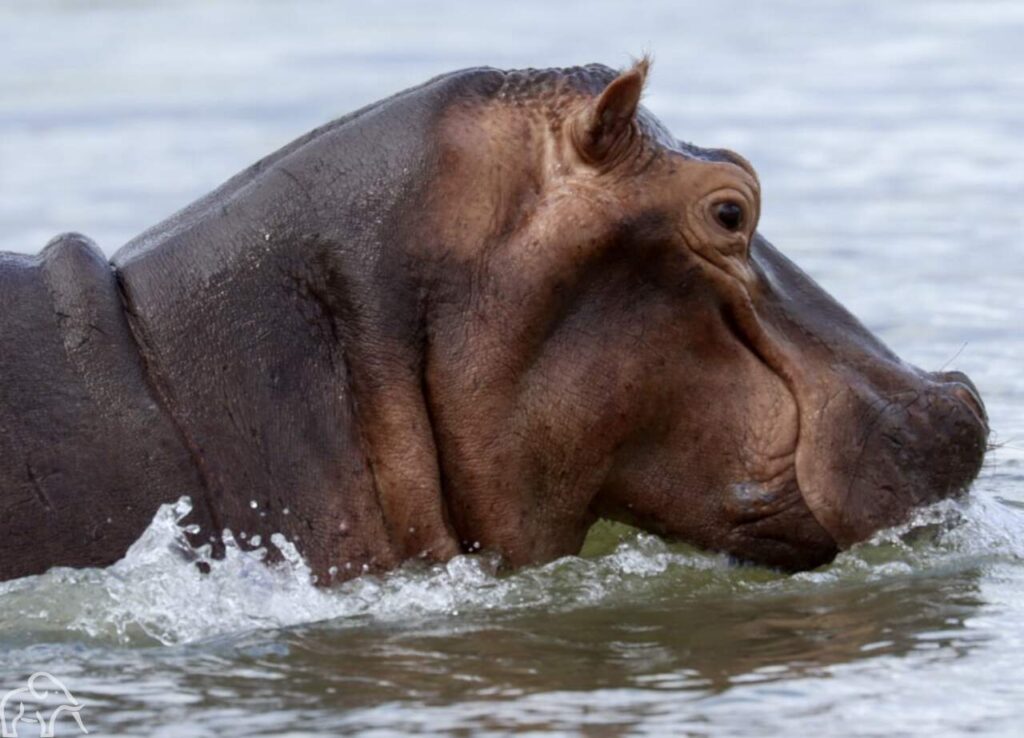 Nijlpaard die met kop en schouders boeven het water uitsteekt