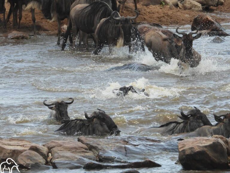 Groep gnoes steekt de Mara rivier over Serengeti