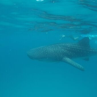onderwater een snorkelaar die met walvishaaien zwembt bij Mafia