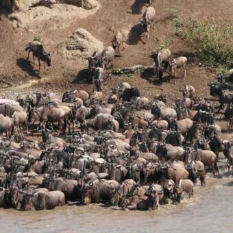 Grote migratie Tanzania. Oversteek van grote gope gnoes over de Mara rivier