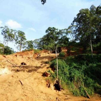 goud geel zand met bosjes erom een verzamelplek voor olifanten om mineralen te zoeken