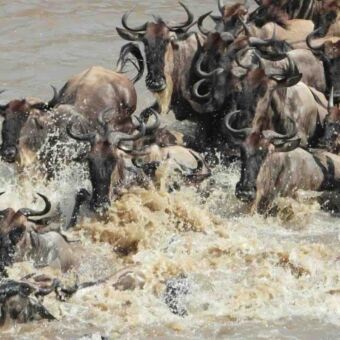 grote groep gnoes zemmend in het kolkende water van de mara rivier tijdens een crossing