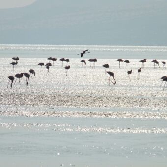 flamingo's in het schitterende water van de zon aan het voedsel zoeken