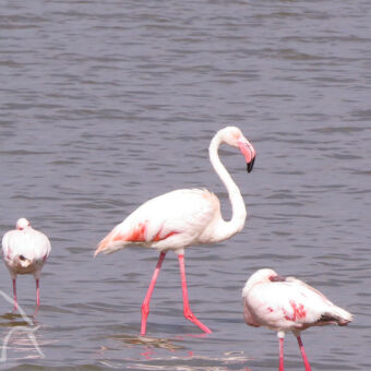 roze flamingo staand in het water met kleinere erom heen