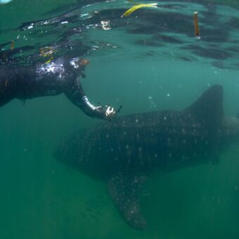 onderwater een grote walvishaai bij mafia