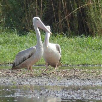 grote watervogels in het water grijs met lange hals en grote lange bek staand in het water