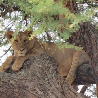 jonge leeuw comfortabel liggend op een boom tak naar de kamera kijkend
