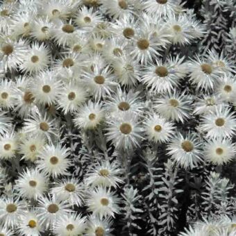 grote groep witte sterbloempjes met gele ronde hartjes groeiend op de Kilimanjaro