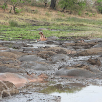 hippo's vechten om hun plekje overvolle hippo pool waarbij je goed moet kijken want je ziet alleenmaat ruggen in vies bruin water maar een hippo doet een een gaap en zijn bek staat helemaal open in Katavi National Park Tanzania