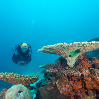 duiken man met duikpak onderwater bij veel kleurig koraal vlakbij Mafia Tanzania