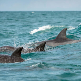 dolfijnen die dolfijnen voor de kust van Pangani Tanzania