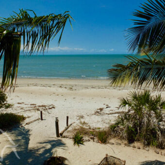 strand palmboom takken op de voorgrond met verderop een zandstrand en de indische oceaan bij Saadani tanzania