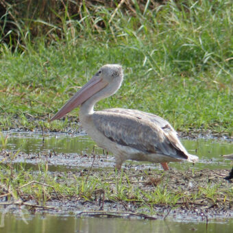 watervogel dikke grote watervogels grijs staand in het water met lange nek en grote bek