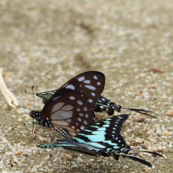 vlinders op het strand een close up van vlinders met blauwe patronen op hen vleugels met zwart