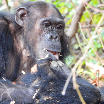 chimpansee familie Detail van een gezicht van een chimpansee die met zijn hand zijn lip naar voren trekt in Mahale Tnzania