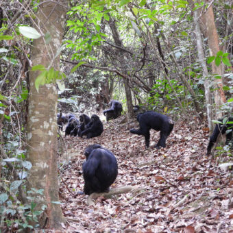 familie chimpansee in de jungle op de grond een grote groep chimpansee die aan het voedsel zoeken zijn