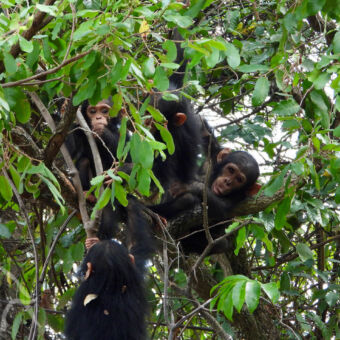 nieuwsgierige chimpansees In de boom tussen de bladeren een groep nieuwsgierige chimpansees waarvan een je recht aankijkt
