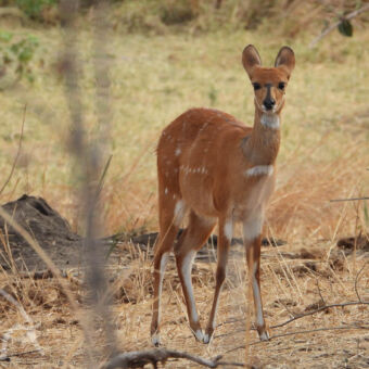 sitatunga (female) Sitatunga antiloop staand in het bos met zijn typische zwarte streep over zijn snuit