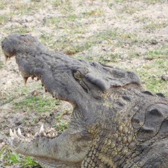 onderschrift close up van de kop van een krokodil die zijn bek helemaal heeft opengesperd in Katavi Tanzania