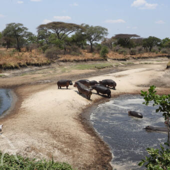 groepje hippo's op de kant van een poel met in de poel nog meer hippo's en links een andere poel watervogels in een droge rivier met op de oevers droog gras en groene bomen