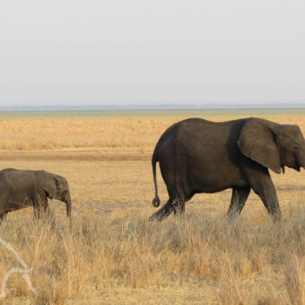 over goudgele vlakte lopende baby olifant en moeder ervoor in Katavi Tanzania