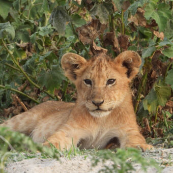 leeuwen welpje welpje liggend voor de struiken je recht aankijkend