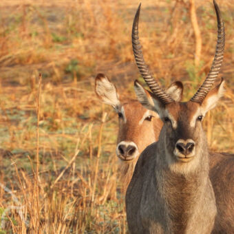 waterbokken close up van twee waterbokken die je recht aankijken