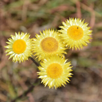 bloemen gele stervormige bloemen met een donker geel rond hart Kitulo
