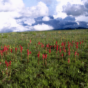 kleurige bloemen rode bloemen op een vlakte in Kitulo national park met daarachtereen groen veld, bergen en een bewolkte lucht