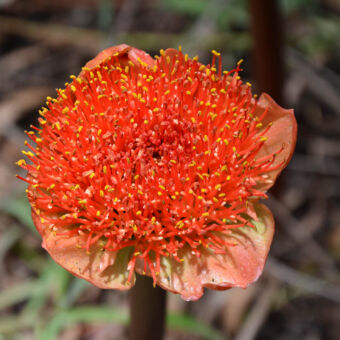 orchidee details opname van een orchidee met rode draden en gele puntjes aan het eind