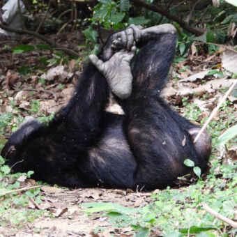 op de grond liggend chimapansee die met zijn handen de voeten vast pakt