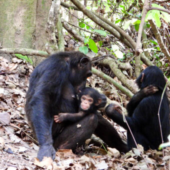 moeder met kleintjes Moeder zittend met baby op schoot met daarnaast krabbend chimpansee