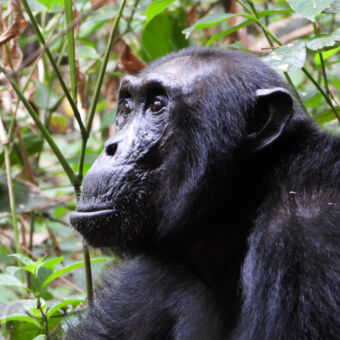 peinzende chimpansee close up van een mooie diep zwarte chimpansee die peinzend naar links kijkt tussen het groen van het bos