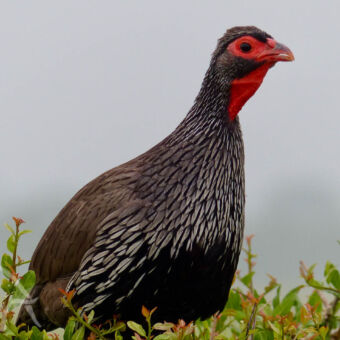 frankolin close up van een frankolin vogel met zijn typerende rode hals en oogkassen