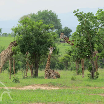giraffen twee giraffen aan het eten van de groene bladeren van de bomen in het midden rus een andere giraf uit en die ligt in het gras met zijn nek en hoofd omhoog naar je te kijken