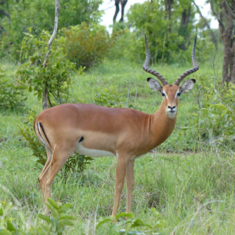 impala in het gras een mannetjes Impala met erom heen hier en daar een boom en struik