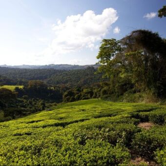 theeplantage op een helling diep groen bij Mufindi highlands tanzania