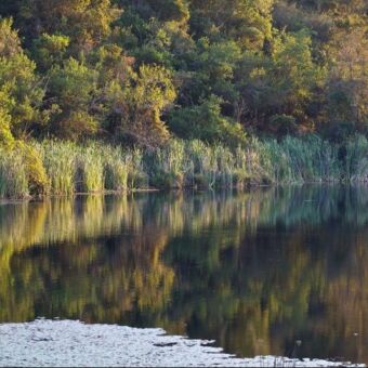 highlands klein stukje strand met meer en veel riet aan de kant met daarachter bomen bij Mufindi