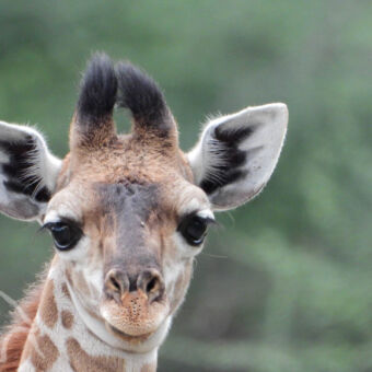 girafje close up van hoofd van jonge giraf je met zijn grote ogen aankijkt en toe grappige zwarte pluimpjes haar waar straks de hoorns komen