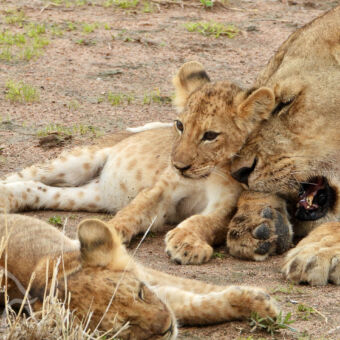 leeuwen welpje liggend tegen het hoofd van de kop van de moeder die een beetje gromt met daarvoor een ander welpje wat ligt te slapen
