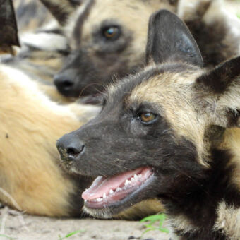 wilde hond close up van een kop van een wilde hondmet zijn bek open kijkend naar links met op de achtergrond meer wilde honden in Selou National Park