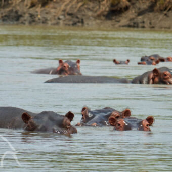 hippos in de Wami rivier hippo's met hun kop en rug deels bovenwater je aankijkend in de Wami rivier Tanzania