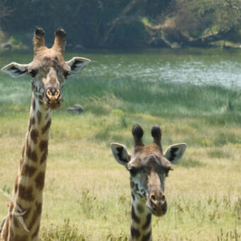 nieuwsgierig twee giraffes die je nieuwsgierig aankijken met water op de achtergrond