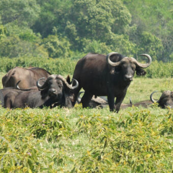 buffels buffels