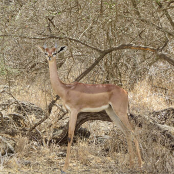 zeldzame generuk een poserende generuk antiloop ons aankijkend voor droge takken en struiken